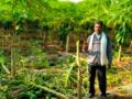 पपईचे ७० झाडे तोडून फेकली - Marathi News | 70 papaya trees were cut down and thrown away | Latest nandurbar News at Lokmat.com
