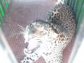 तामसवाडीत तिसरा बिबट्या जेरबंद - Marathi News | Third leopard in Tamaswadi | Latest nashik News at Lokmat.com