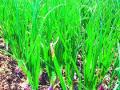 जिल्ह्याबाहेरून महागडे बियाणे खरेदी - Marathi News | Purchase of expensive seeds from outside the district | Latest nashik News at Lokmat.com