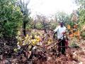 सिंधुदुर्ग : बांदा-सटमटवाडी परिसरात गव्यांचा उच्छाद - Marathi News | Sindhudurg: Busting of grasses in the Banda-Sattamwadi area | Latest sindhudurga News at Lokmat.com
