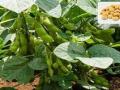 सोयाबीनच्या भावात ४०० रुपयांनी घसरण - Marathi News | Soybean prices fall by Rs 400 | Latest nashik News at Lokmat.com