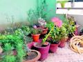 लॉकडाऊनमुळे परसबाग उन्हाळ्यातही टवटवीत - Marathi News | Due to the lockdown, the kitchen garden is flourishing even in summer | Latest vardha News at Lokmat.com
