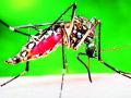 कोराेनायनातील दहा महिन्यांत सापडले 99 डेंग्यू पॉझिटिव्ह - Marathi News | 99 dengue positive detected in ten months in Koranaina | Latest vardha News at Lokmat.com