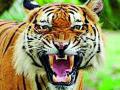 दोन दिवसांपासून पट्टेदार वाघांचा शेतात ठिय्या - Marathi News | Leased tigers from the fields for two days | Latest vardha News at Lokmat.com
