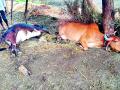 वीज पडून दोन दुधाळू जनावरे दगावली - Marathi News | Two milky animals were burnt down due to electricity | Latest vardha News at Lokmat.com