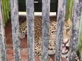 एरंडगावी बिबट्या पिंजर्‍यात कैद - Marathi News | Erandagavi imprisoned in leopard cage | Latest nashik News at Lokmat.com