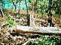 वृक्षतोडीने पुसद वनाचे वाळवंट होण्याची भीती - Marathi News | Fear of being deserted as a Tulsi plant | Latest yavatmal News at Lokmat.com