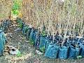 भांबच्या नर्सरीतील रोपटे वाळली - Marathi News | Bamboo nursery dried | Latest yavatmal News at Lokmat.com