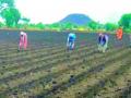 शेतकऱ्यांनो लगेच पेरणी करू नका - Marathi News | Farmers do not sow immediately | Latest yavatmal News at Lokmat.com