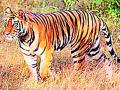 अवनीच्या पाठीराख्यांनो, वाघग्रस्त भागात मुक्कामाला या ! - Marathi News | Avni's backboys, tickle these tigers! | Latest yavatmal News at Lokmat.com