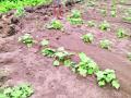 धुवाधार पावसाने शेतजमिनी खरडल्या - Marathi News | Heavy rains eroded farmland | Latest yavatmal News at Lokmat.com
