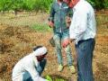 जालना जिल्ह्यात साडेतीन लाख रोपांची लागवड - Marathi News | Jalna district has planted three and a half lakh saplings | Latest jalana News at Lokmat.com