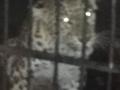नऊ महिन्याच्या बालकाला पळवणारा बिबट्या अखेर जेरबंद - Marathi News | The nine-month-old baby's killer leopard is finally trapped in Chandrapur district | Latest chandrapur News at Lokmat.com