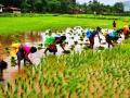 चार तालुक्यांना अजूनही पावसाची गरज - Marathi News | Four talukas still need rainfall | Latest nashik News at Lokmat.com