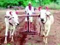 वय वर्ष ९८...अजूनही कसतात शेती! - Marathi News | Age 98 years ... still farming! | Latest akola News at Lokmat.com