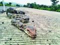 दगडांचा मार; अजगर मरणासन्न - Marathi News | Stoning The dragon is dead | Latest amravati News at Lokmat.com