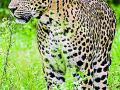 बागापूर परिसरात बिबट्याचा वावर - Marathi News | Leopard in the Baghapur area | Latest amravati News at Lokmat.com