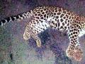 वाहनाच्या धडकेत बिबटाचा बछडा ठार - Marathi News | Leopard calf killed in vehicle collision | Latest bhandara News at Lokmat.com
