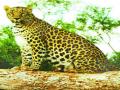 आधीच बिबट्याची दहशत त्यात भारनियमन - Marathi News | Already in leakage of leopard | Latest nashik News at Lokmat.com