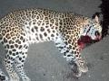 गोंदे फाटा : वाहनाच्या धडकेत बिबट्या जागीच ठार - Marathi News | Gonde Phata: A leopard was killed on the spot in a vehicle collision | Latest nashik News at Lokmat.com