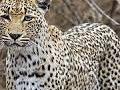 वरखेड्यात बिबट्याचा मुक्त संचार - Marathi News |  Leopard free communication in the verandah | Latest nashik News at Lokmat.com