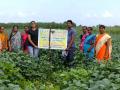 आहेरगांव या परिसरात लागवड झालेल्या सोयाबीन पिकाची पाहणी - Marathi News | Inspection of soybean crop planted in Ahergaon area | Latest nashik News at Lokmat.com