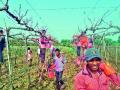 द्राक्षबागांच्या आॅक्टोबर छाटणीला वेग - Marathi News | Prices for grape egg charging | Latest nashik News at Lokmat.com