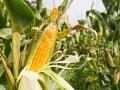 मक्याच्या लष्करी अळीपुढे कृषी खाते हतबल - Marathi News | Agriculture accounts desperate ahead of maize military | Latest nashik News at Lokmat.com