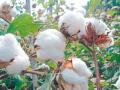 कापूस पणन महासंघातर्फे यंदा ५० खरेदी केंद्र - Marathi News |  This year, 50 cotton centers have been established by the Kapoas Panan Mahasangh | Latest nashik News at Lokmat.com