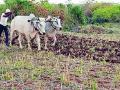 खरीप हंगामातील पेरणीपूर्वी मशागतीला वेग - Marathi News | Accelerate tillage before sowing in kharif season | Latest chandrapur News at Lokmat.com