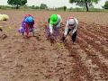 जिल्ह्यात आंतर मशागतीच्या कामाला वेग - Marathi News | Accelerate inter-cultivation work in the district | Latest chandrapur News at Lokmat.com