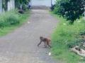 वरोºयातील केशवनगरात माकडांचा उपद्रव वाढला - Marathi News |  The problem of monkeys increased in Keshavnagar above | Latest chandrapur News at Lokmat.com