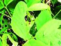 कापूस, सोयाबीनवर रोगांचा प्रादुर्भाव - Marathi News | Influence of diseases on cotton, beans | Latest chandrapur News at Lokmat.com
