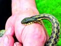 २७४ जणांना सापाचा डंख; २७० जणांचा वाचला जीव - Marathi News | 274 people were bitten by a snake; 270 lives saved | Latest chandrapur News at Lokmat.com