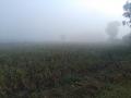 धुके, ढगाळ वातावरणामुळे पिके उध्दवस्त - Marathi News | Harvesting crops due to foggy, cloudy weather | Latest nashik News at Lokmat.com