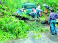 झाड कोसळल्याने वाहतूक ठप्प - Marathi News | Traffic jam due to collapse of the tree | Latest gadchiroli News at Lokmat.com