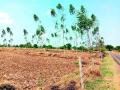 चामोर्शी तालुक्यात नीलगिरी लागवड क्षेत्रात वाढ - Marathi News | Increase in eucalyptus area in Chamorshi taluka | Latest gadchiroli News at Lokmat.com