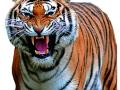 ‘ताे’ नरभक्षक वाघ हाेणार जेरबंद - Marathi News | ‘Tae’ man-eating tiger will be arrested | Latest gadchiroli News at Lokmat.com