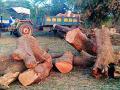 जोगीसाखरात वृक्षांची अवैध तोड? - Marathi News | Jogisakhara tree illegally broken? | Latest gadchiroli News at Lokmat.com