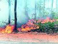 908 अग्निरक्षक राेखणार वणवे - Marathi News | 908 firefighters | Latest gadchiroli News at Lokmat.com
