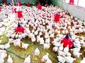 तीन तालुक्यांत कोंबड्यांचे ‘मदर युनिट’ - Marathi News | Mother's Unit in Three Talukas of Poultry | Latest bhandara News at Lokmat.com