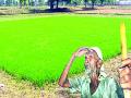 खरीपानंतर रब्बीकडूनही शेतकऱ्यांची निराशाच - Marathi News | Farmer's disappointment after rabi cultivation | Latest gondia News at Lokmat.com