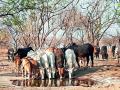 गाई वनातल्या; मात्र माणसातल्या नव्या रूपाला पाहून भारावल्या !  - Marathi News | Cows in the forest; But I was overwhelmed to see the new look in the man! | Latest solapur News at Lokmat.com