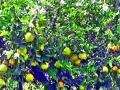 इगतपुरीत संत्रा बागांवर फळगळतीचे संकट ! - Marathi News | Fruit crisis on orange orchards in Igatpuri! | Latest nashik News at Lokmat.com