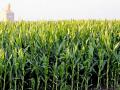 मका शेती हिरव्या शालूने नटली! - Marathi News | Maize farming is covered with green shawls! | Latest nashik News at Lokmat.com