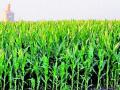 मका शेती हिरव्या शालूने नटली! - Marathi News | Maize farming is covered with green shawls! | Latest nashik News at Lokmat.com