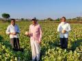 कोबी, शेवगा पिकावर शेतकऱ्यांनी फिरवला रोटर - Marathi News |  Rotor rotated by farmers on cabbage, sugarcane crop | Latest nashik News at Lokmat.com