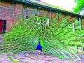चापडगाव वनविभाग हद्द : चार दिवसांची कोठडी शिकारी टोळी गजाआड - Marathi News | Chapadgaon forest area: Four-day police custody gang gangs | Latest nashik News at Lokmat.com