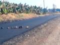 प्रकाशा-तोरणमाळ रस्त्यावर दिशादर्शक फलक नसल्याने हाल - Marathi News | Currently there is no directional sign on the light-pylon road | Latest nandurbar News at Lokmat.com