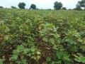 कपाशीवर बोंड अळीचेही आक्रमण - Marathi News | Bond larvae also attack cotton | Latest jalgaon News at Lokmat.com